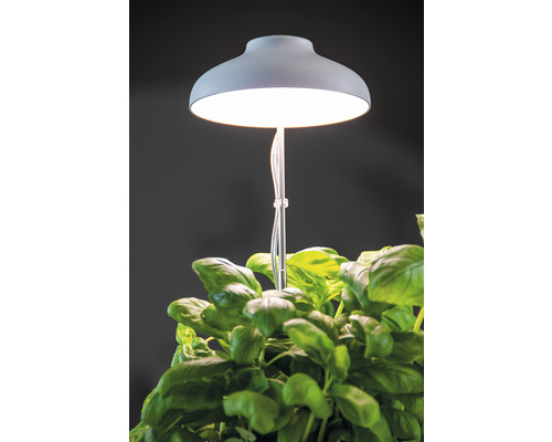 Plantenlamp met basilicum in pot