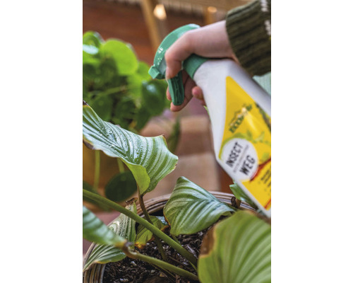 Een persoon spuit insectenspray op een kamerplant.