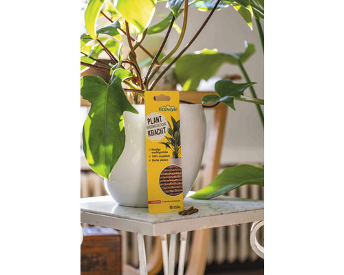 ECOstyle Logo. Verpakking plantenvoedingsstaafjes naast kamerplant