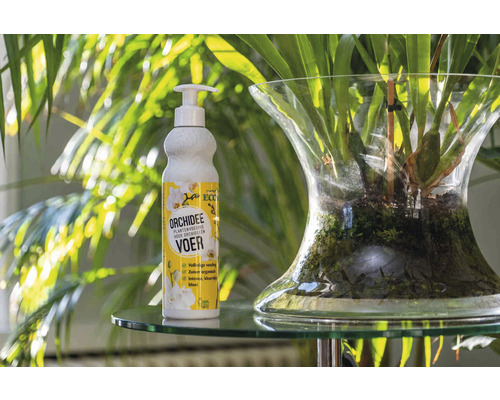 Orchideeënvoeding naast een orchidee in een glazen pot