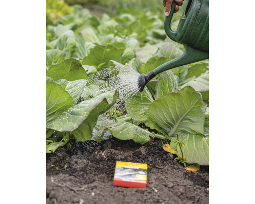 Koolplanten water geven met een gieter naast een zaadverpakking in de tuin.