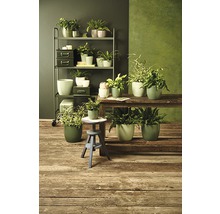 Kamer met planten op rekken en tafels in plantenbakken