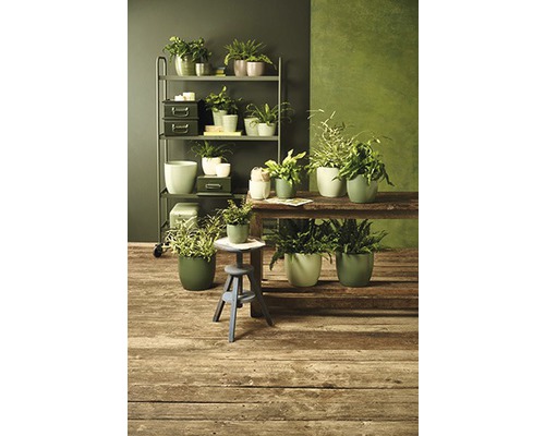 Kamer met planten op rekken en tafels in plantenbakken