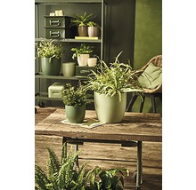 Decoratieve kamerplanten in bloempotten op een houten tafel en een rek.