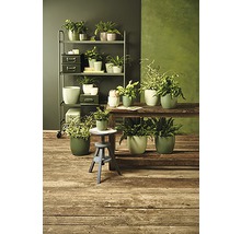 Arrangement met kamerplanten in potten op een plank en een houten tafel