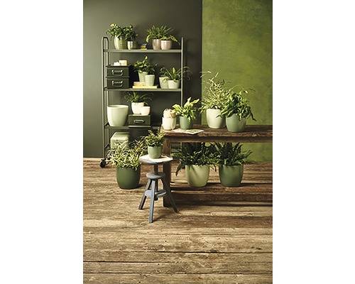 Arrangement met kamerplanten in potten op een plank en een houten tafel