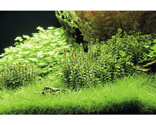 Aquarium met verschillende waterplanten, waaronder gras en bladplanten