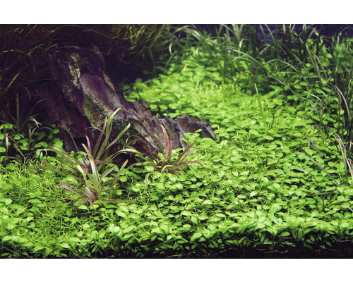 Aquarium met waterplanten en steen