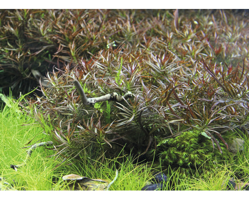 Detailopname van aquariumplanten