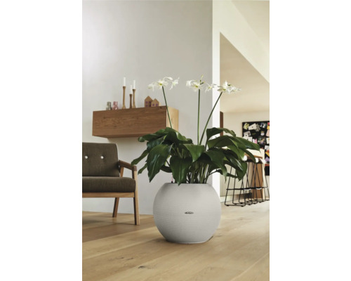 Plant met witte bloemen in een ronde plantenbak in een woonkamer