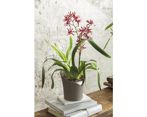 Orchidee in een bruine pot, geplaatst op boeken.