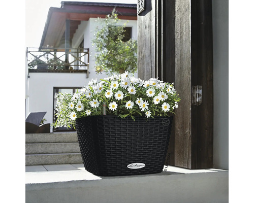 Zwarte plantenbak met witte madeliefjes voor een huis