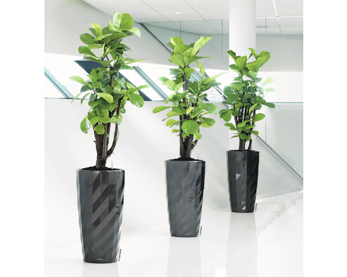 Drie kamerplanten in gestructureerde plantenbakken op de vloer