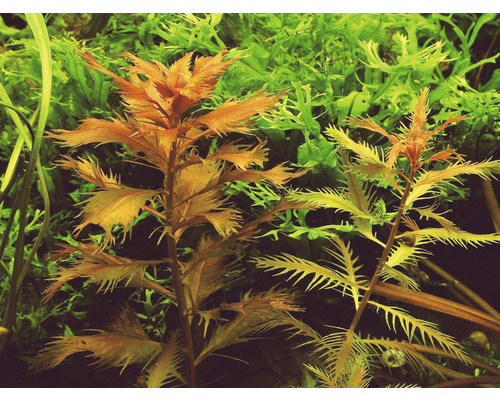 Close-up van aquariumplanten