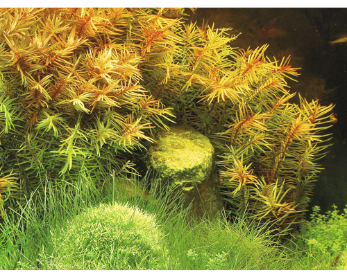 Aquariumdecoratie met waterplanten en steen