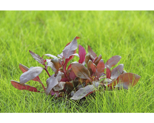 Aquariumplant met roodachtige bladeren in het gras