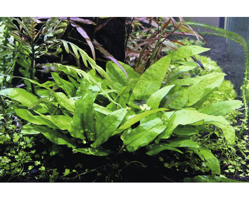 Aquarium met beplante tank