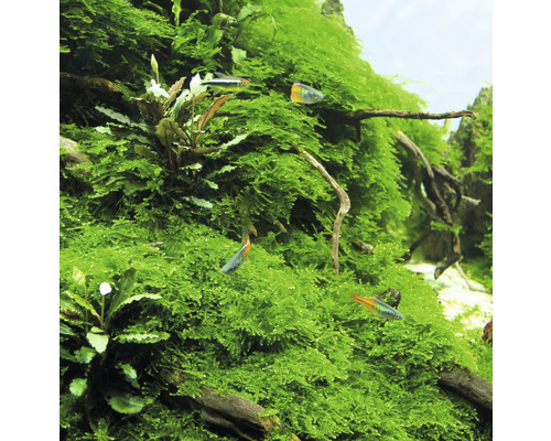 Aquarium met mos en vissen