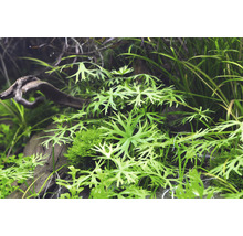 Aquariumplanten met hout