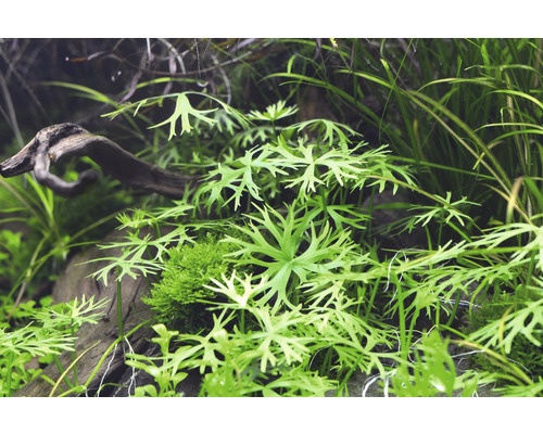 Aquariumplanten met hout