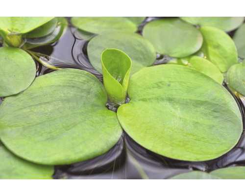 Close-up van watersla, een vijverplant