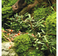 Aquarium met garnalen en planten