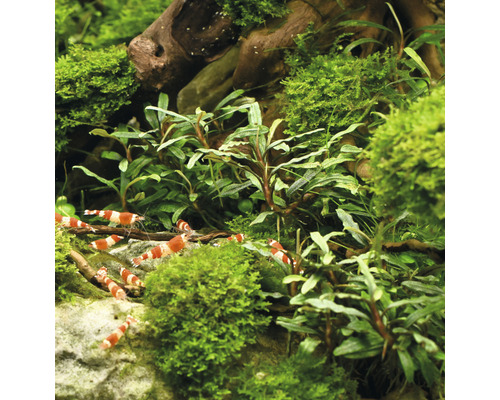 Aquarium met garnalen en planten