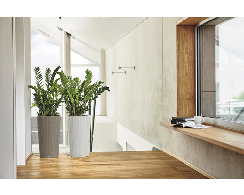 Twee planten in hoge plantenbakken in een lichte ruimte