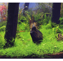 DENNERLE Dwergnaald waterbies - Eleocharis Pusilla