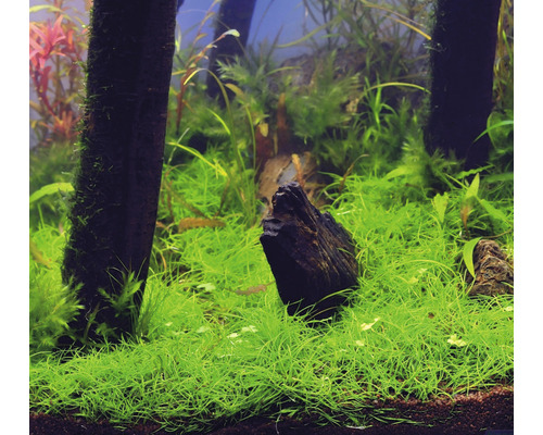 Aquarium met waterplanten en houten wortels