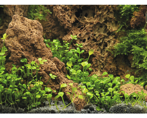 Aquariumdecoratie met rotsen en waterplanten