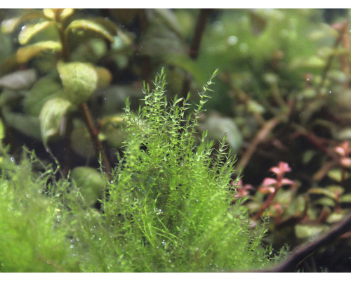 Aquarium met Javamos