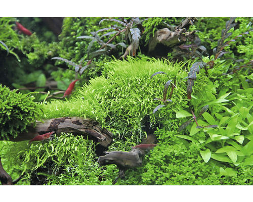 Aquarium met waterplanten en dwerggarnalen