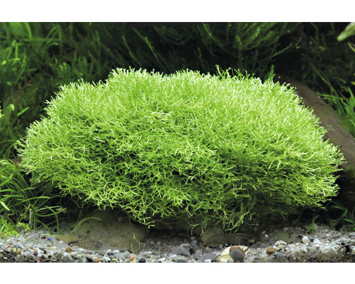 Aquariumplant Koraalmos in aquarium