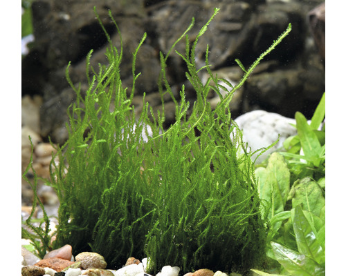 Aquariumplant levermos in aquarium