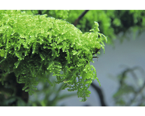 Close-up van Javamos voor aquaria