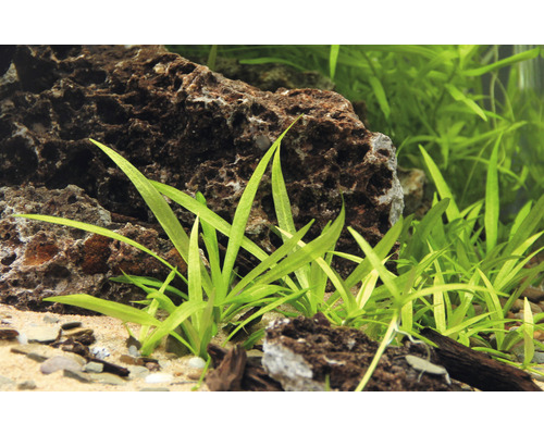 Aquarium met stenen en naaldgras