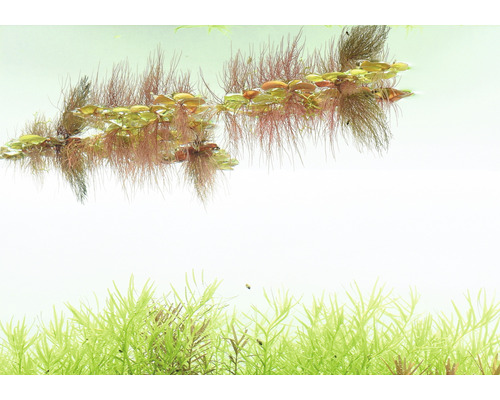 Aquariumplanten in het water