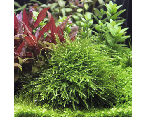 Aquariumplant met fijne, groene bladeren