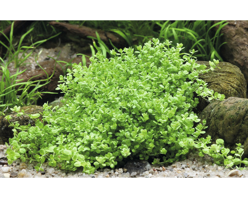 Aquariumplant met kleine bladeren in aquarium