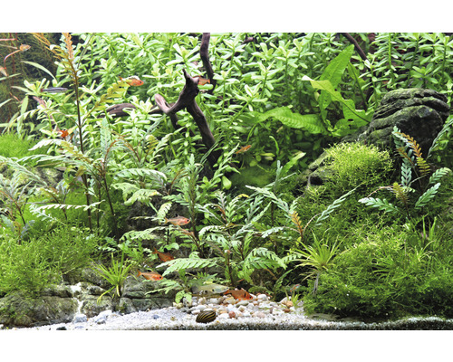 Aquarium met planten, vissen, stenen en grind