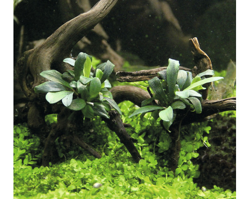 Aquariumplanten met groene bladeren en wortelhoutdecoratie