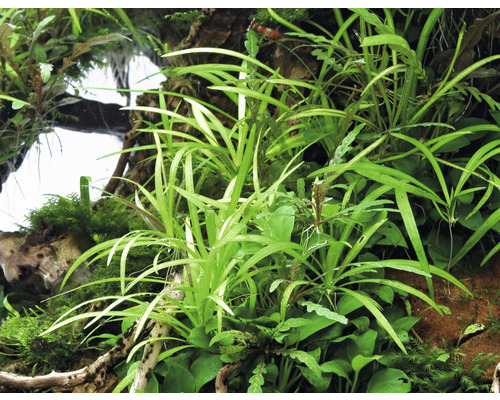 Aquarium met verschillende waterplanten