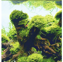 DENNERLE Waterplant Koraalmos - Riccardia Chamedryfolia-thumb-2
