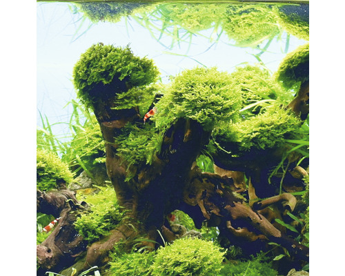 Aquariumoverzicht met wortelhout en mos