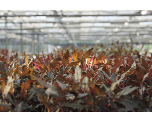 Jonge planten in een kas