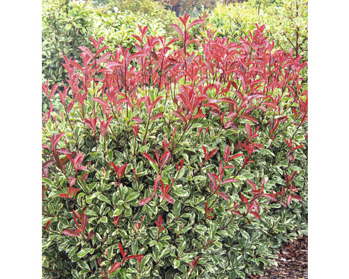 Groenblijvende glansmispelhaag met rode bladeren