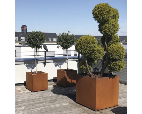 Drie metalen plantenbakken met bomen op een terras