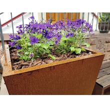 Metalen plantenbak met paarse beplanting