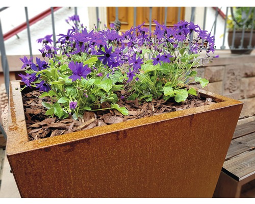 Metalen plantenbak met paarse beplanting